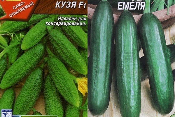 семена огурцов емеля и кузя