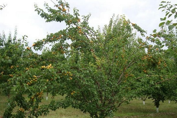 энергозатратной зимовки