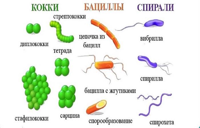 формы бактерии 