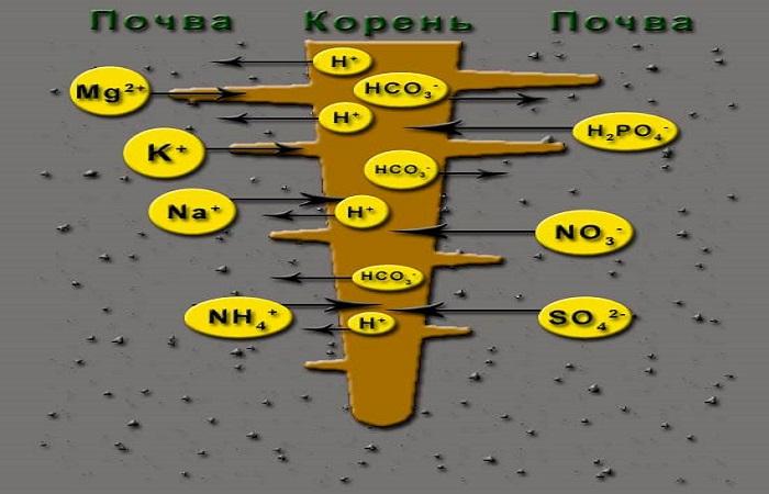 химия почвы