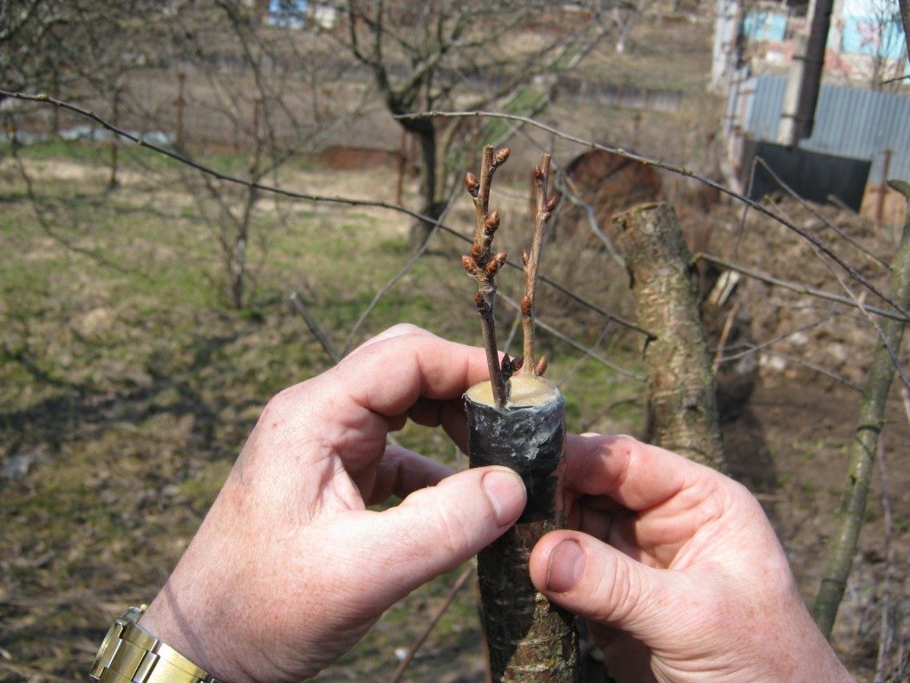 прививка айвы