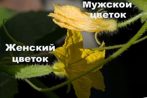 виды соцветия