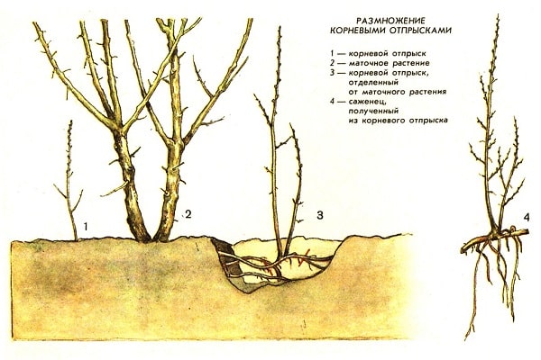 схемы размножения 