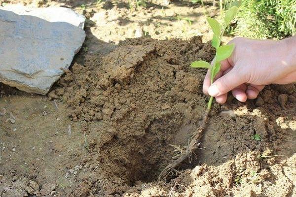 закапывать в землю 