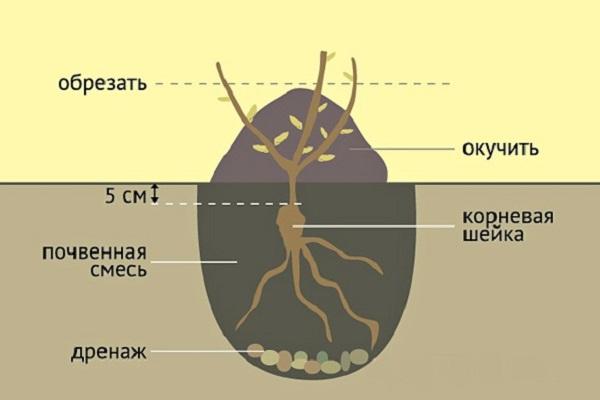 посадки по схеме 