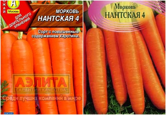 сорт моркови нантская 4