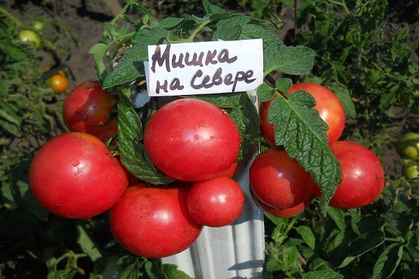 мишка на севере 