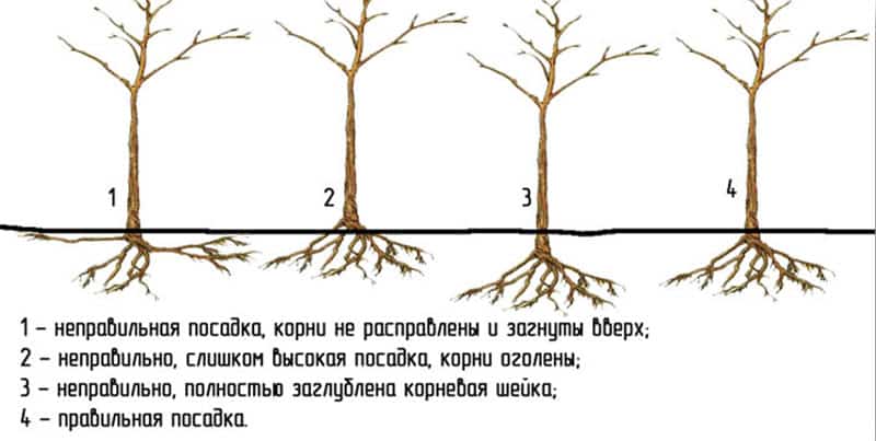 груша конференция