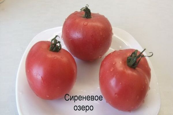  томат сиреневое озеро