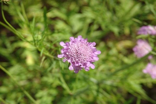 кустик скабиозы