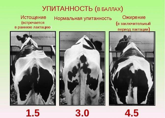 упитанность в балах