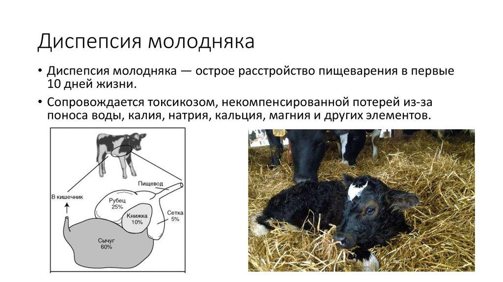 Симптомы и диагностика диспепсии у телят, схемы лечения и профилактика