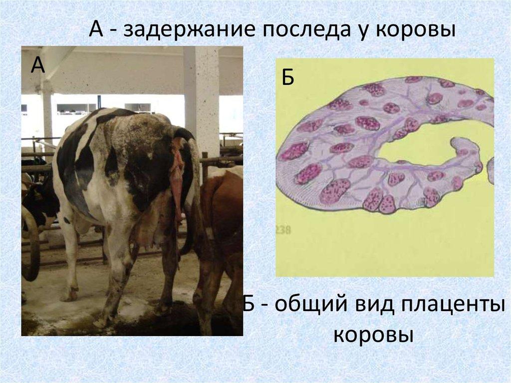 задержание последа у коров