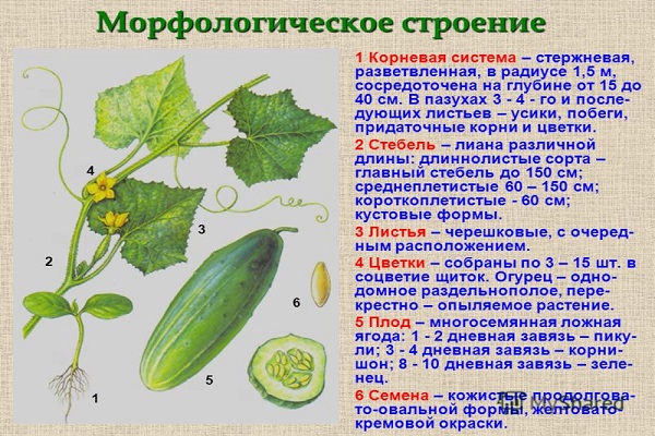 страница из биологии 