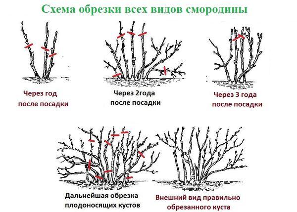 обрезка смородины