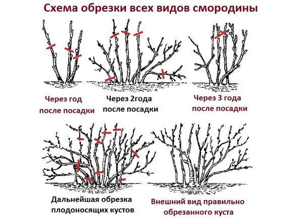 формирование растения