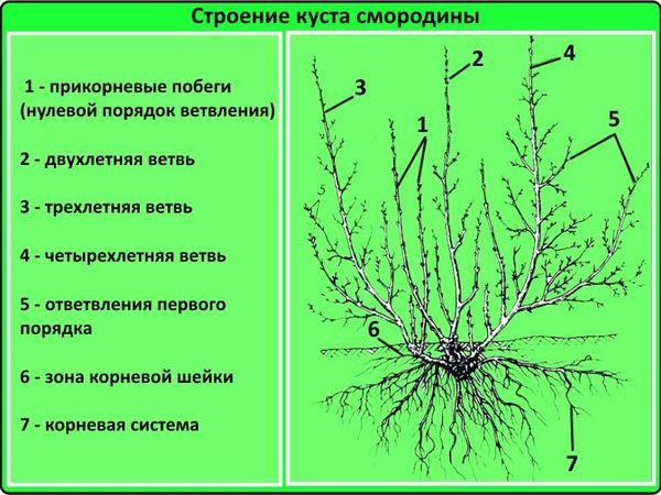 строение куста