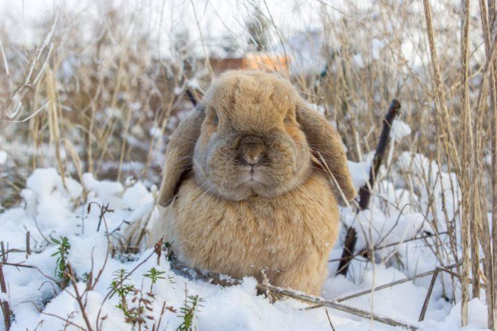 кролик на снегу