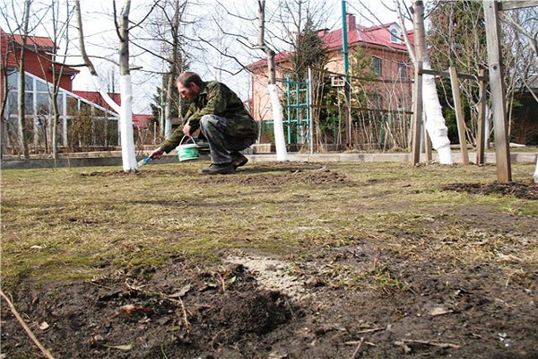 подкормки и полив