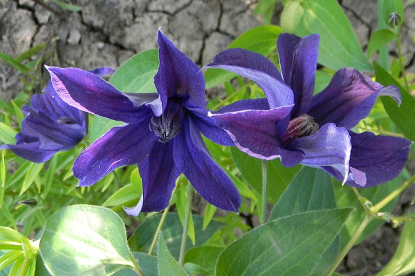 Clematis integrifolia