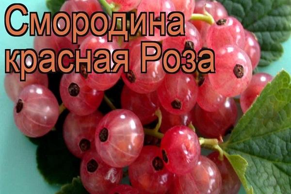 ягода без косточек 