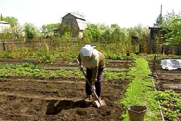 правдивых листьев