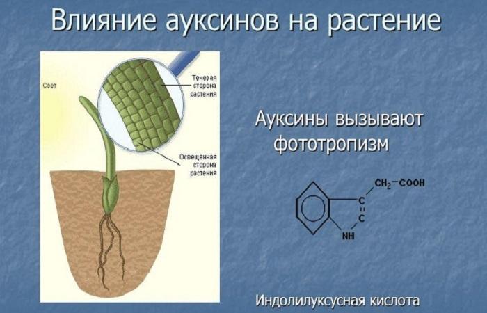 химическая формула 