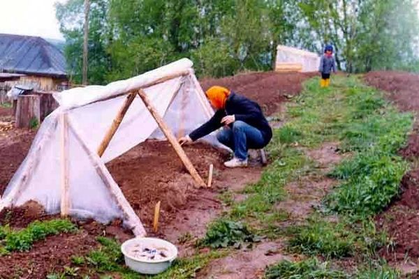 девушка в теплице