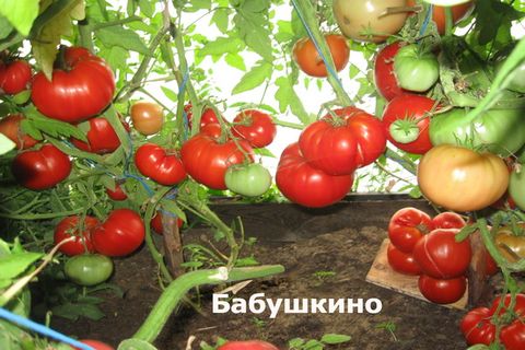 томаты бабушкино