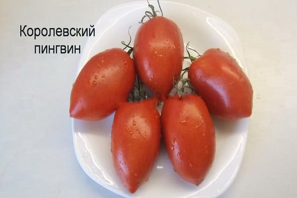 королевский пингвин