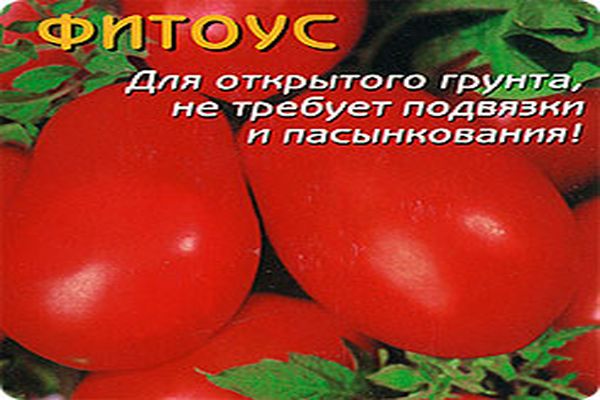 томат фитоус