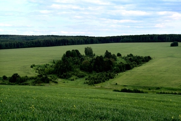 черноземные почвы