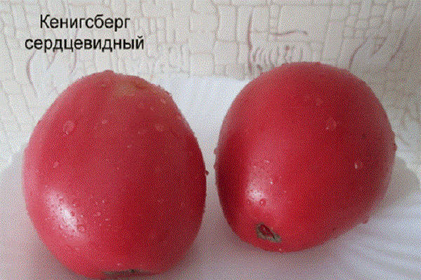 кенигсберг сердцевидный