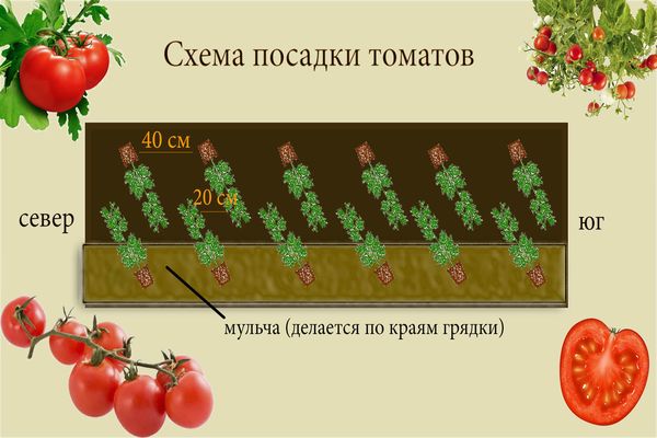 схема посадки томата