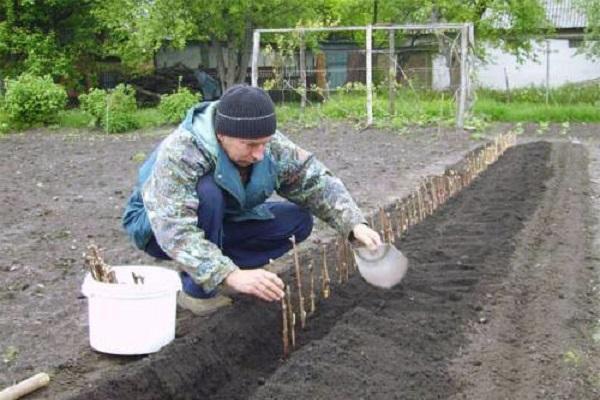 посадка саженцев 