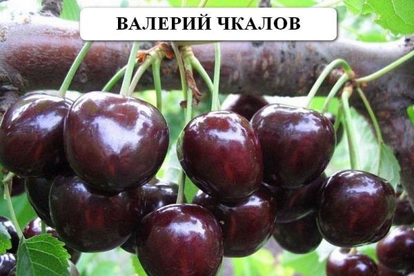 условия выращивания