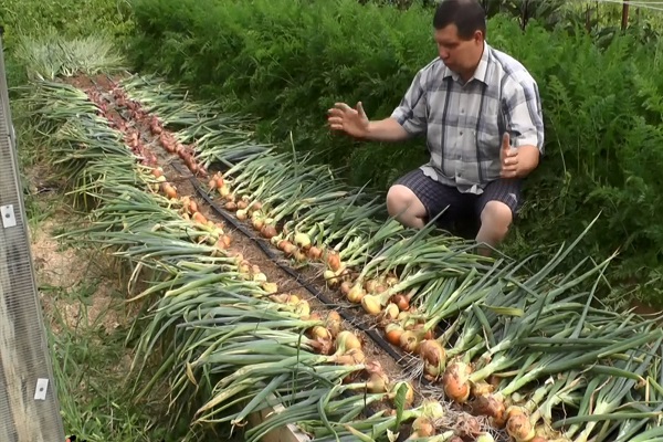 признаки зрелости