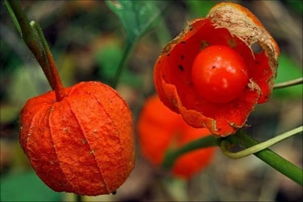 систематически пропалывать