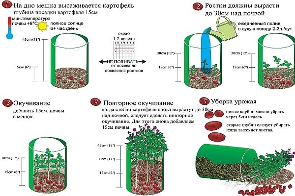 картофель вертикально