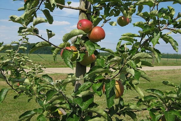 готовый продукт