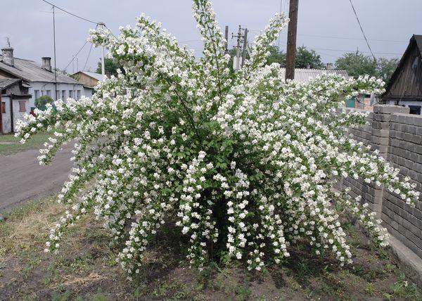 кустарник жасмина 