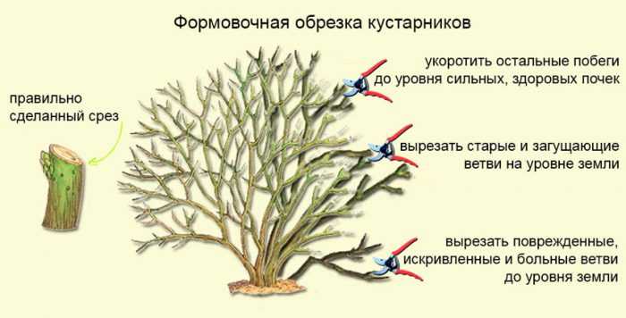 обрезка лапчатки кустарниковой (курильского чая): осенью, весной, как и когда обрезать фото