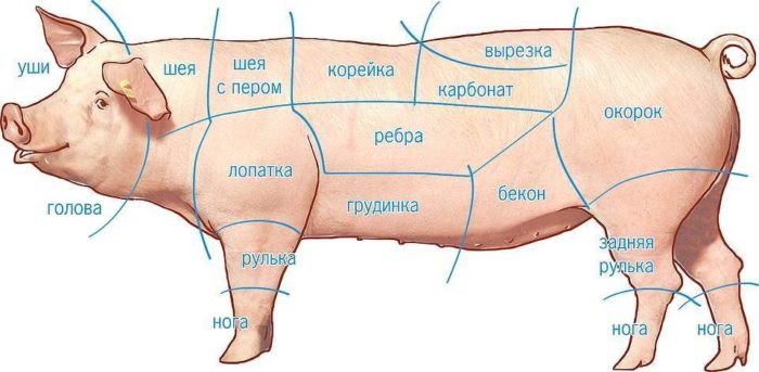 Свиная рулька: где находится у свиньи какая часть