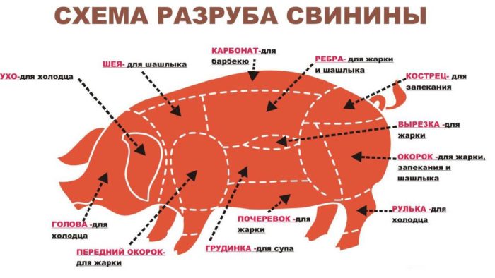 Где у свиньи находится крестец и какая это часть туши – кострец, как готовить