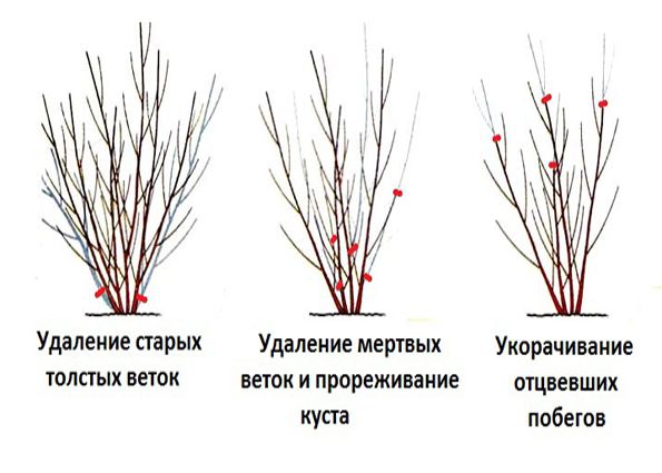 Обрезка пузыреплодника